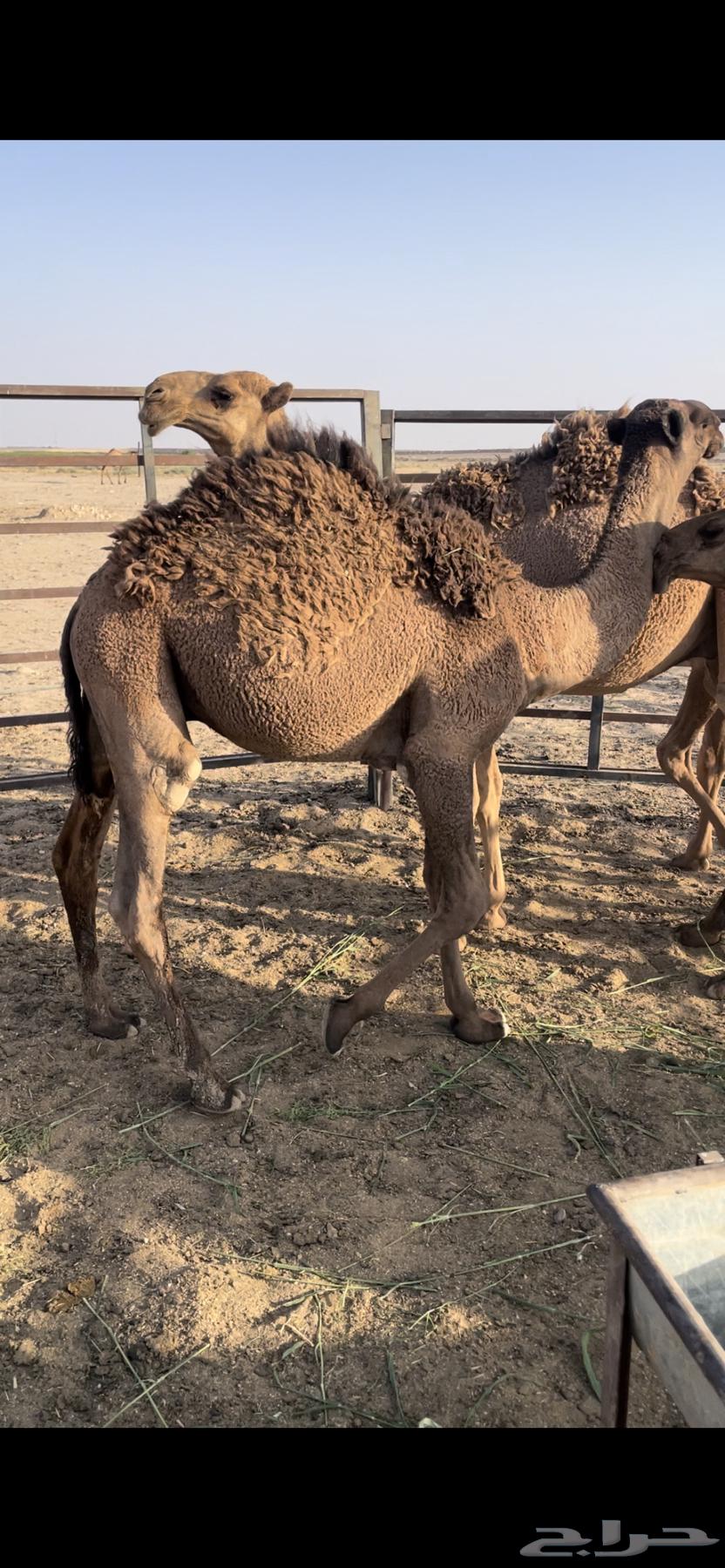 قعدان حليب للبيع64566976646017112