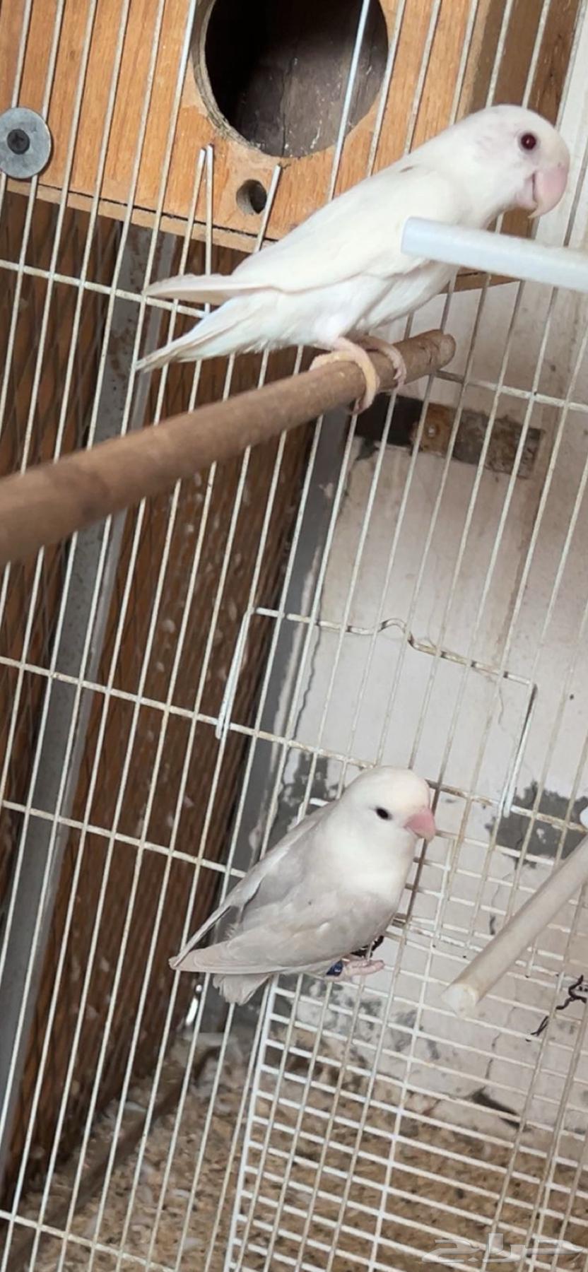 طيور روز للبيع (البينو   باليد اوبلاين)64564268237825110