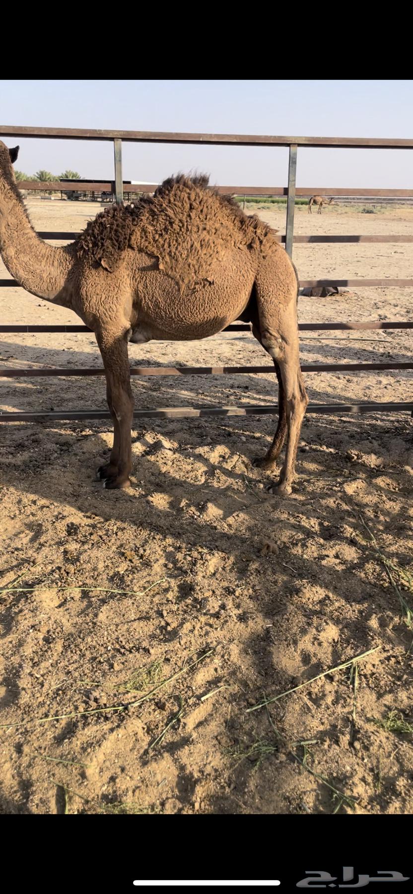 قعدان حليب للبيع64566976646017113