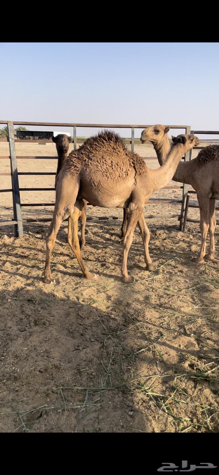 قعدان حليب للبيع64566976646017111