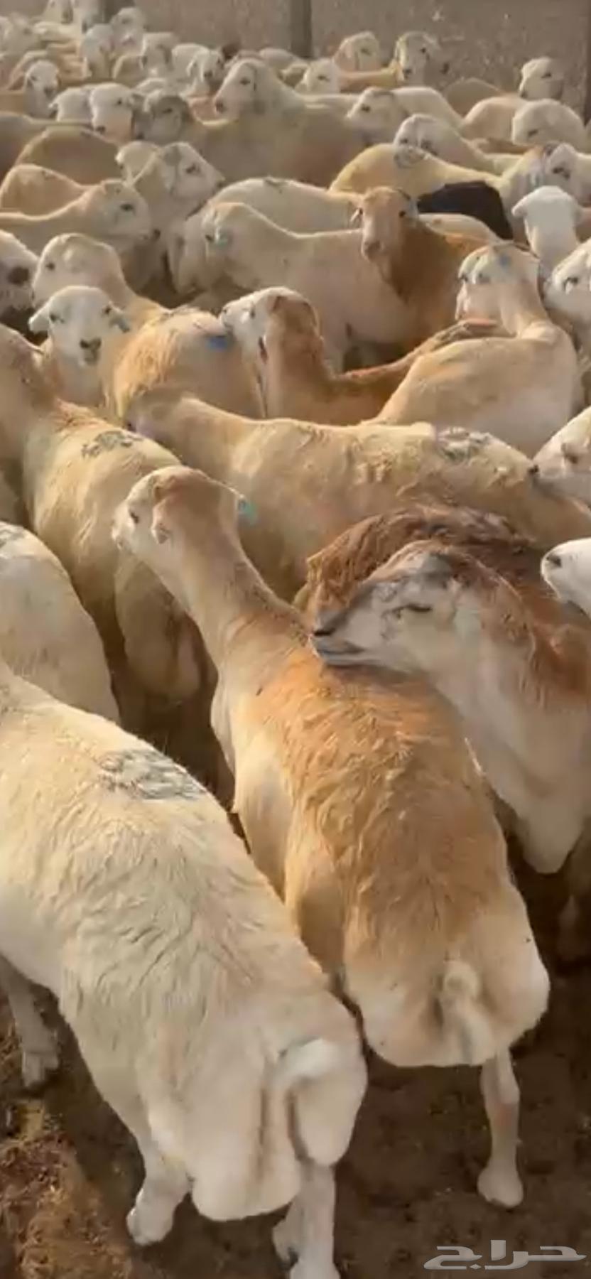 عوض اليوم الوطني خرفان رفيدي الاسعار تبدا اليوم اليوم واحد64565967448194111