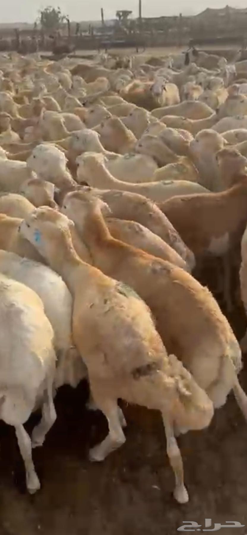 عوض اليوم الوطني خرفان رفيدي الاسعار تبدا اليوم اليوم واحد64565967448194110