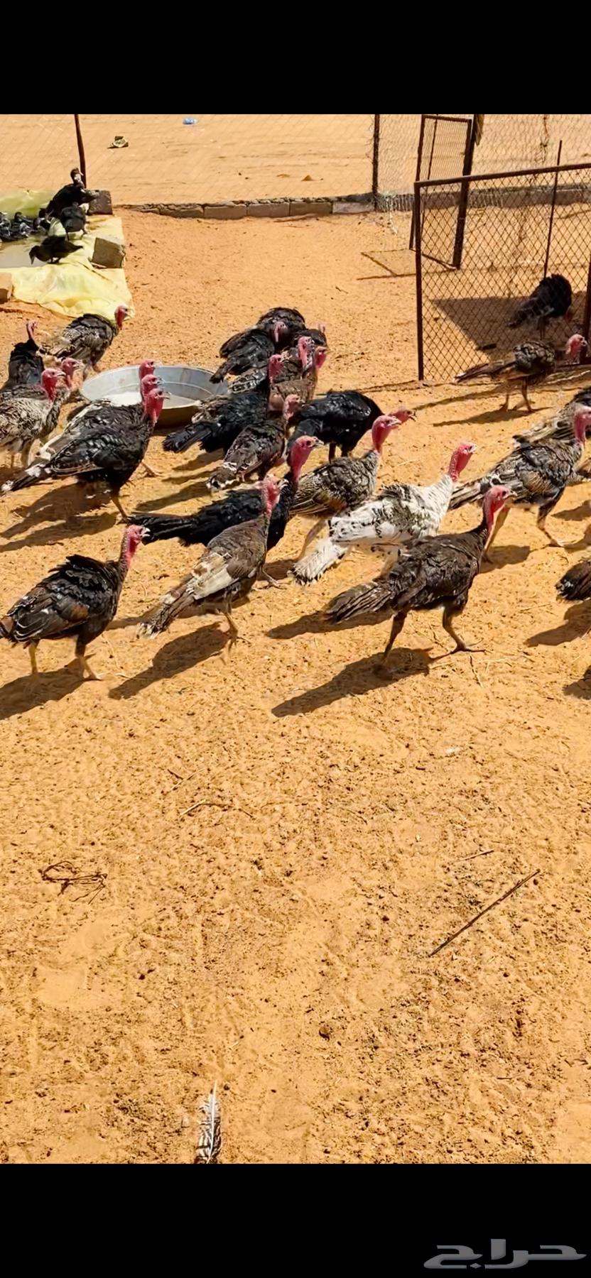 رومي العمر 4 شهور64567018268418110