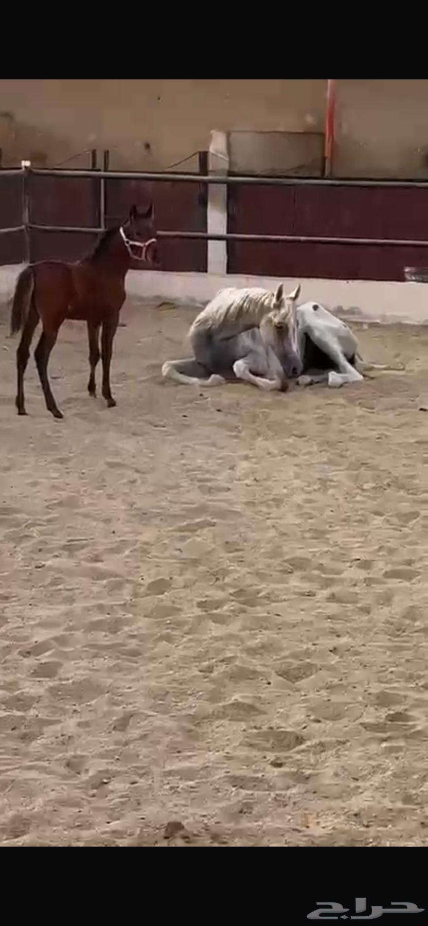 مهرة شعبي64569549261697110