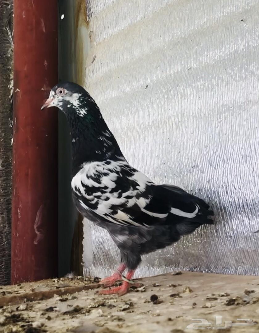 تم البيع أنثى تيدي شينا أساس منتجه64565633572098113