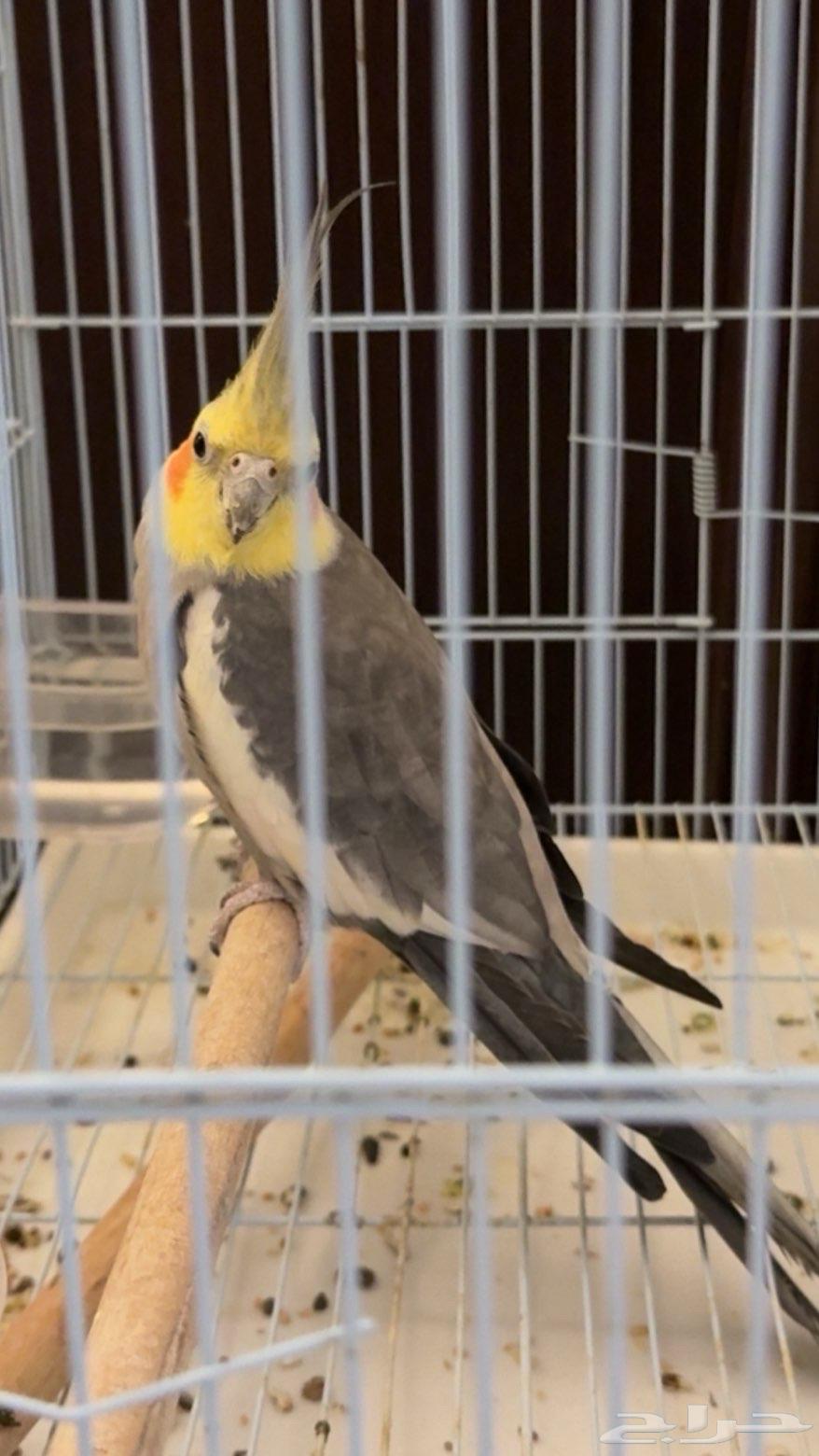 روز يكوليس و كروان حبشي للبيع بس م ادري هل ذكور او إناث64565061544707110