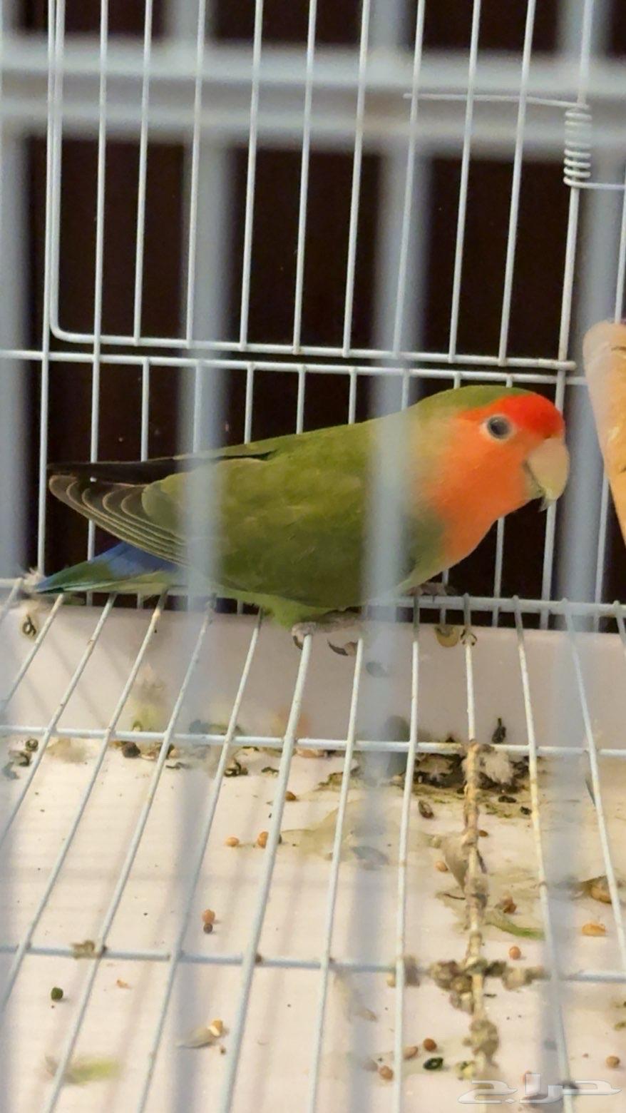 روز يكوليس و كروان حبشي للبيع بس م ادري هل ذكور او إناث64565061544707113