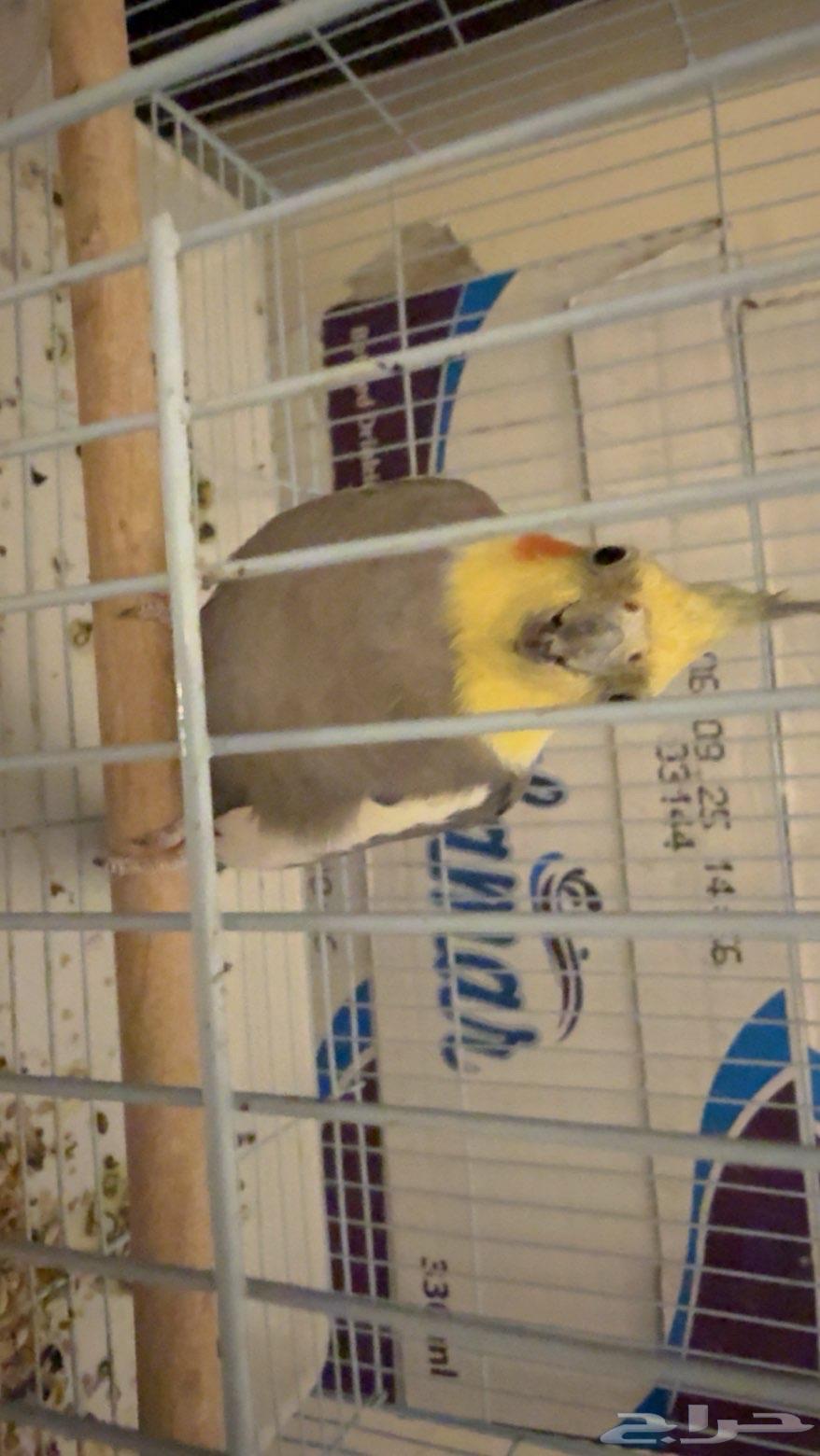 روز يكوليس و كروان حبشي للبيع بس م ادري هل ذكور او إناث64565061544707114