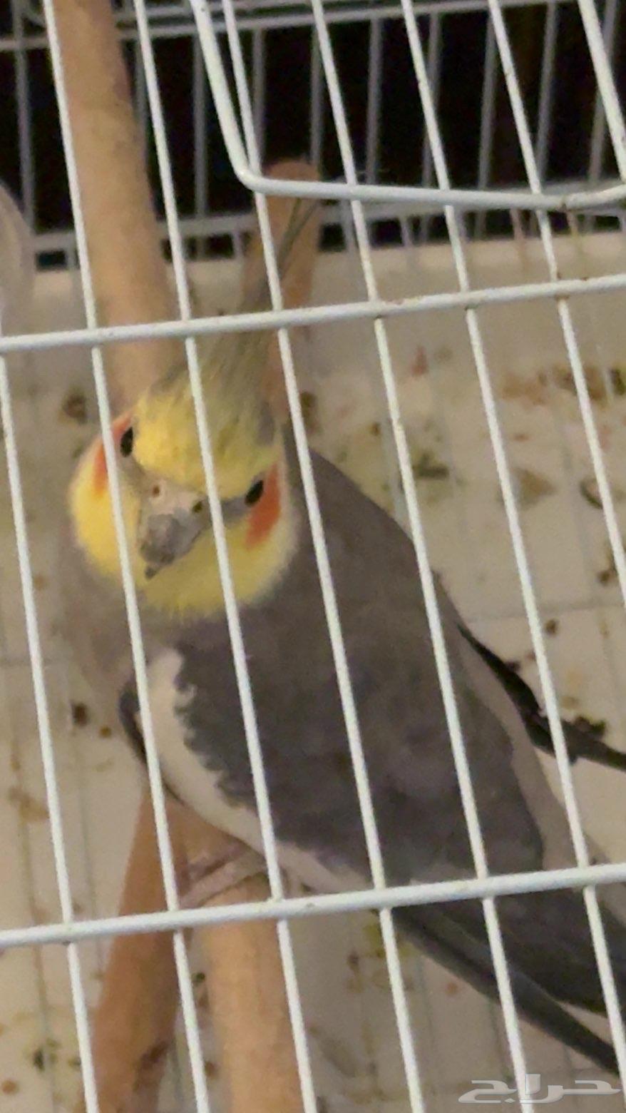 روز يكوليس و كروان حبشي للبيع بس م ادري هل ذكور او إناث64565061544707111