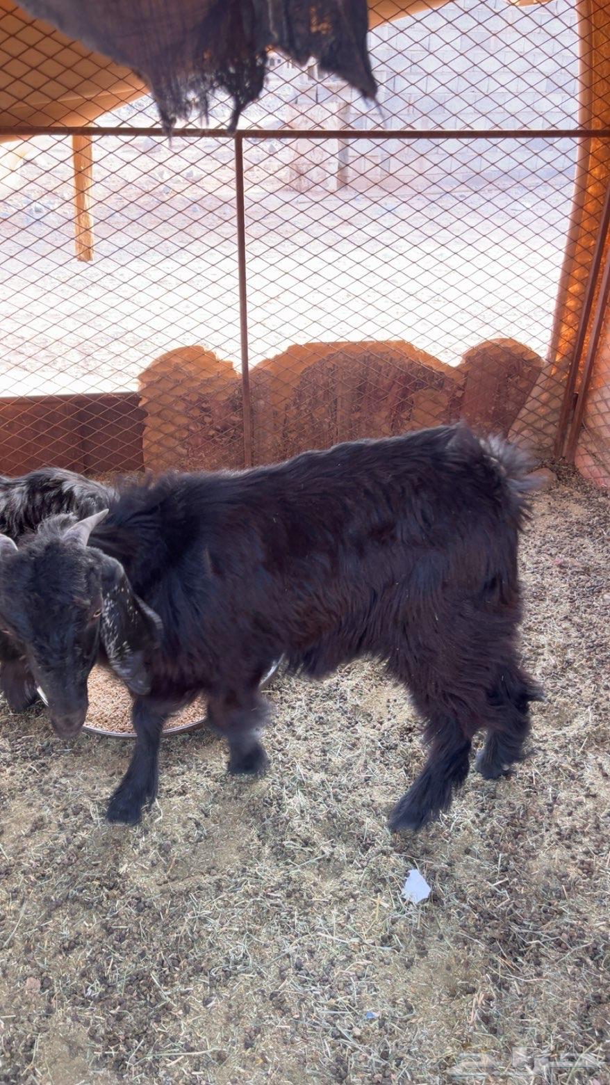 السلام عليكم ورحمة الله وبركاته تيس وجفره للبيع شرط الصحه64569165713537111