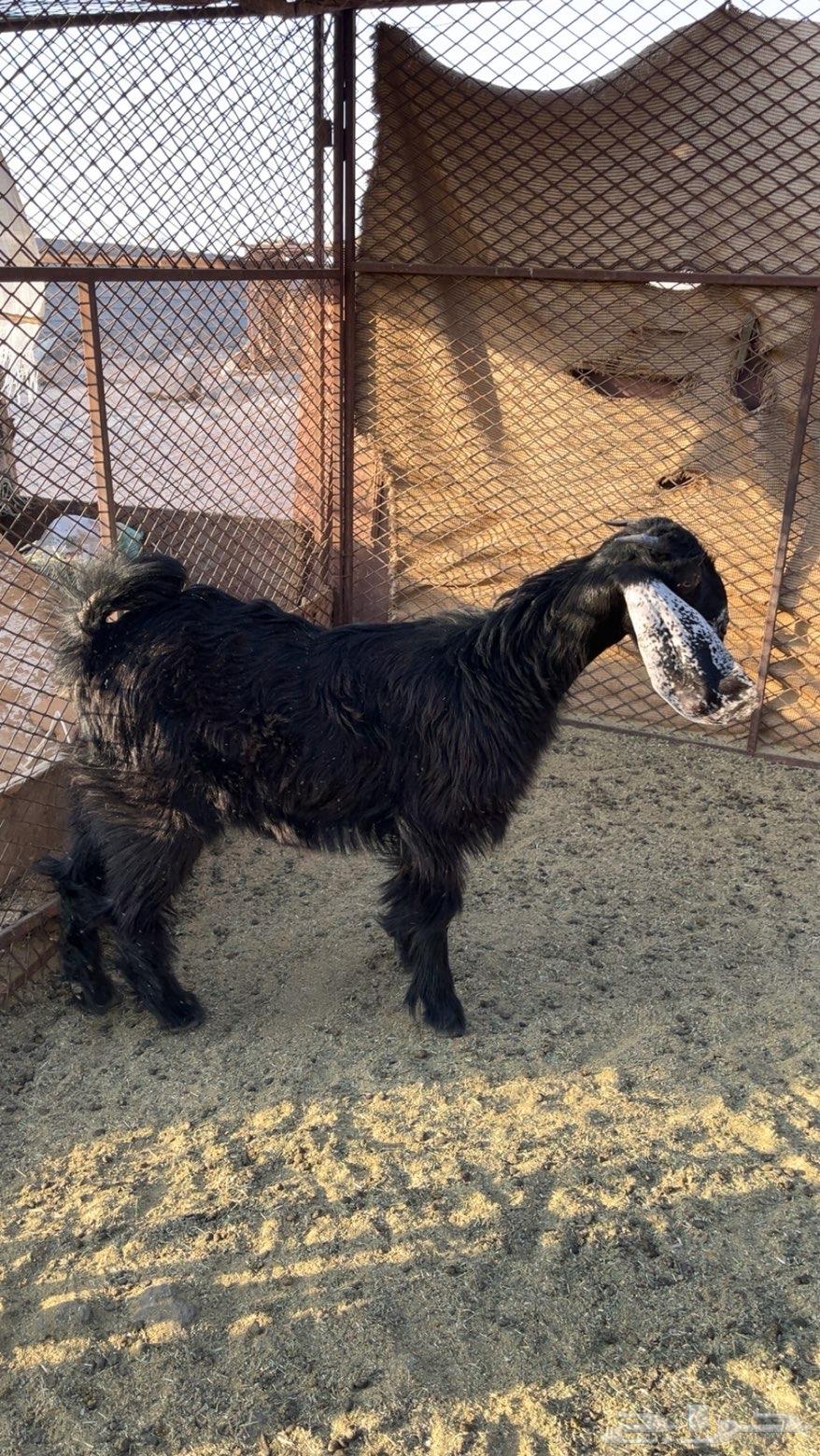 السلام عليكم ورحمة الله وبركاته تيس وجفره للبيع شرط الصحه64569165713537110