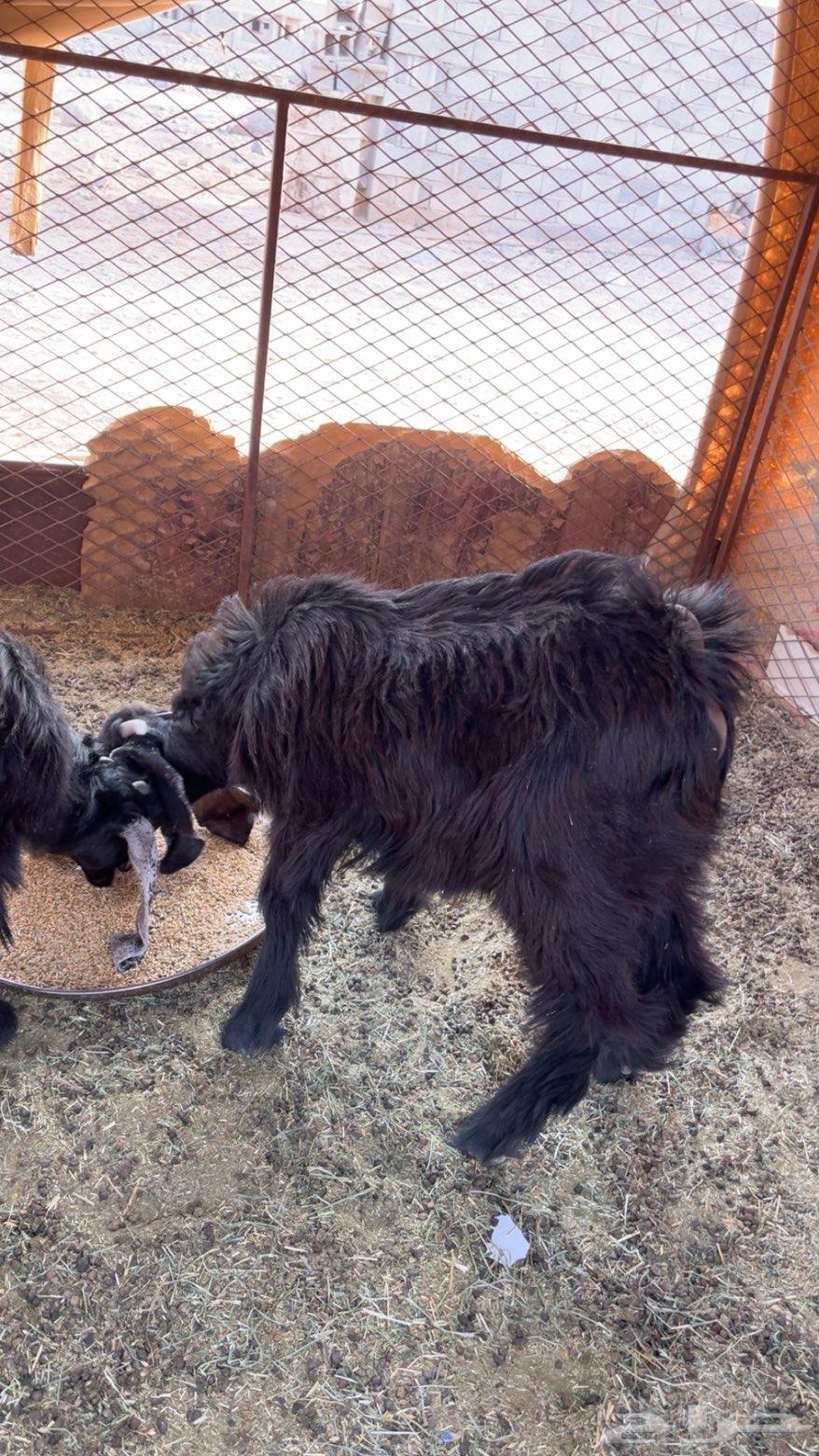 السلام عليكم ورحمة الله وبركاته تيس وجفره للبيع شرط الصحه64569165713537112