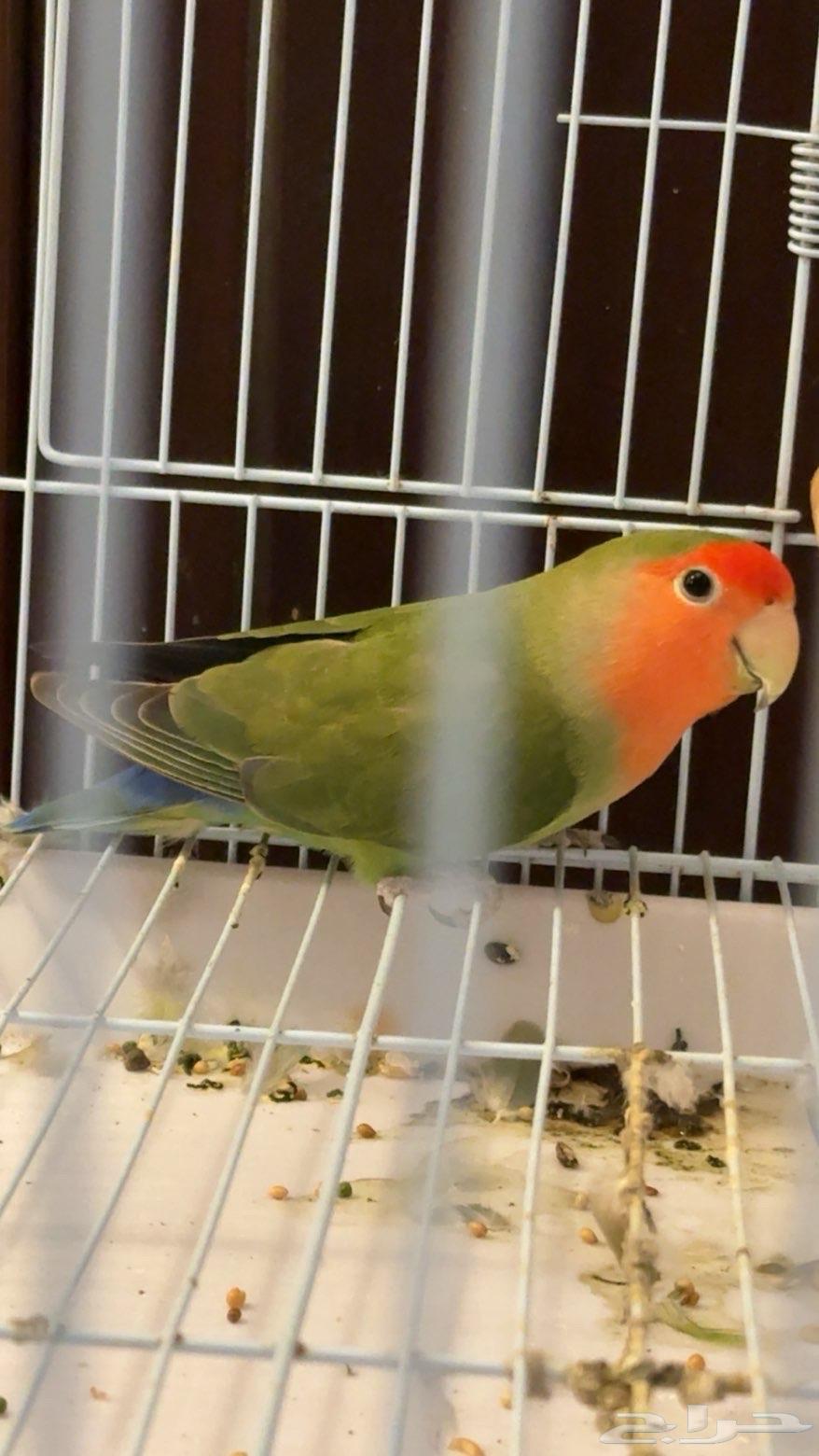 روز يكوليس و كروان حبشي للبيع بس م ادري هل ذكور او إناث64565061544707112