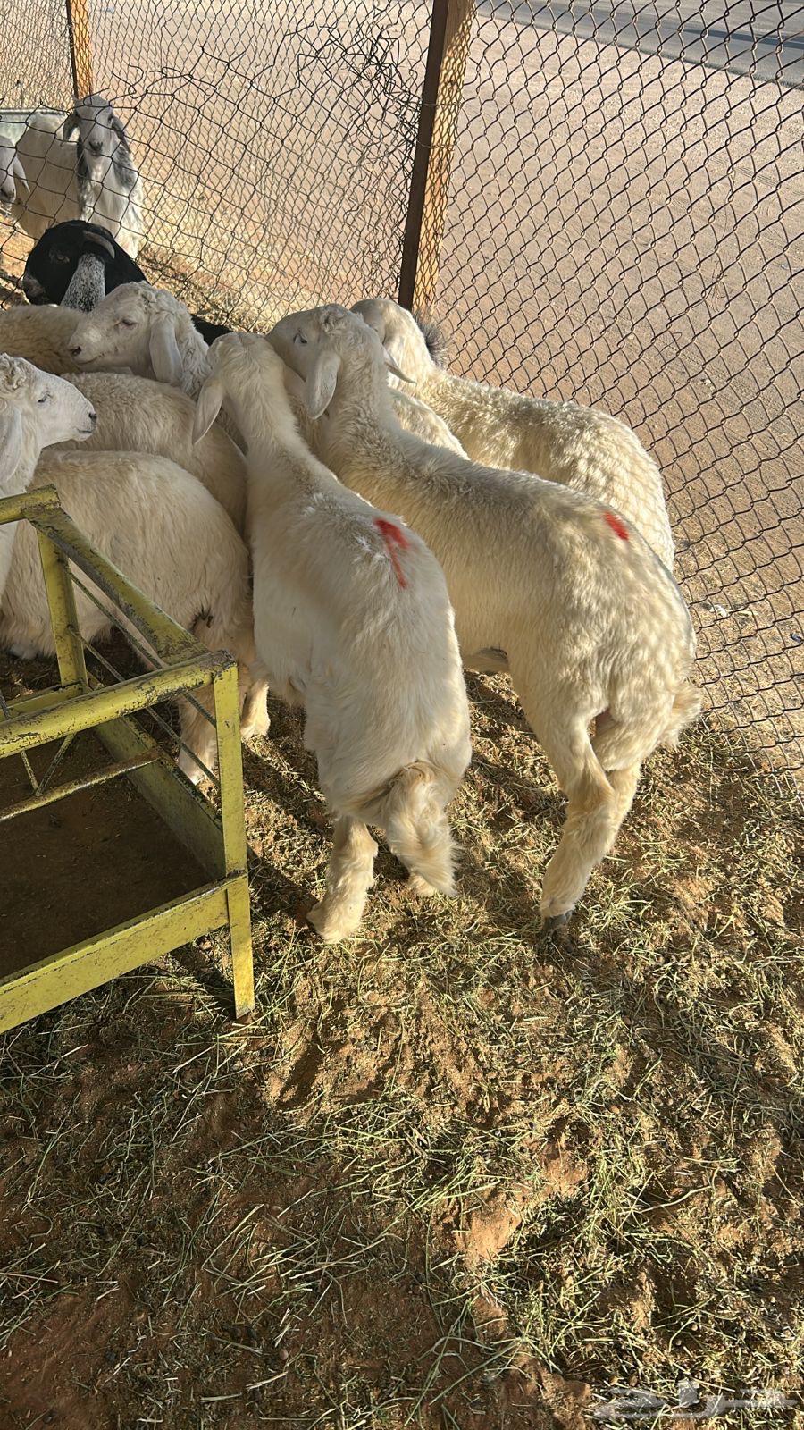 All types of slaughtered animals with slaughter service and delivery64563785238145112