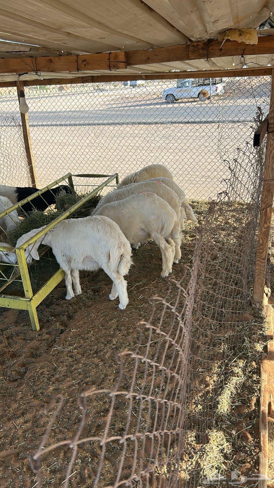 All types of slaughtered animals with slaughter service and delivery64563785238145111