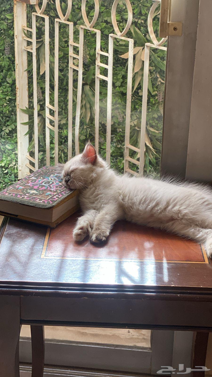 قطط هملايا للبيع64566479368835110