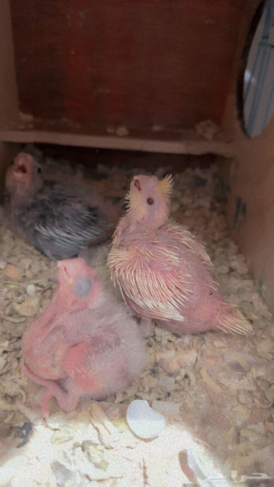 فروخ كروان للبيع64570572781187110