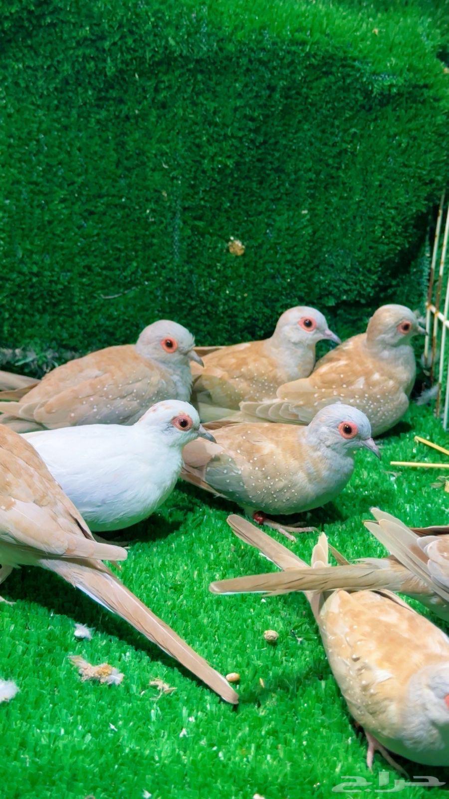 يمام الماسي64569124438402110