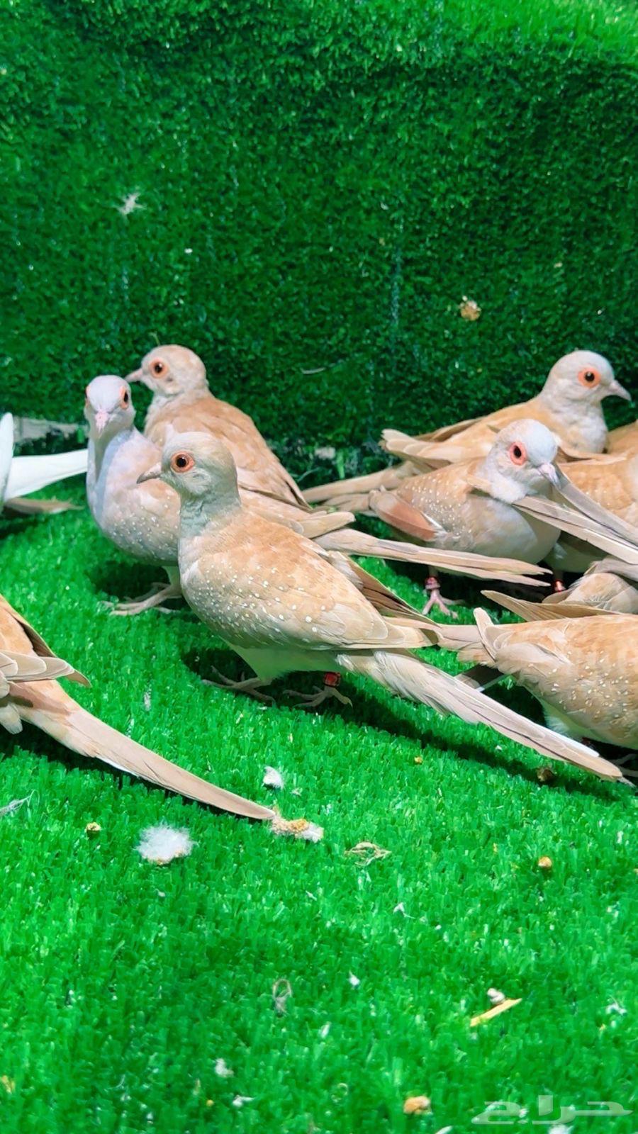 يمام الماسي64569124438402112