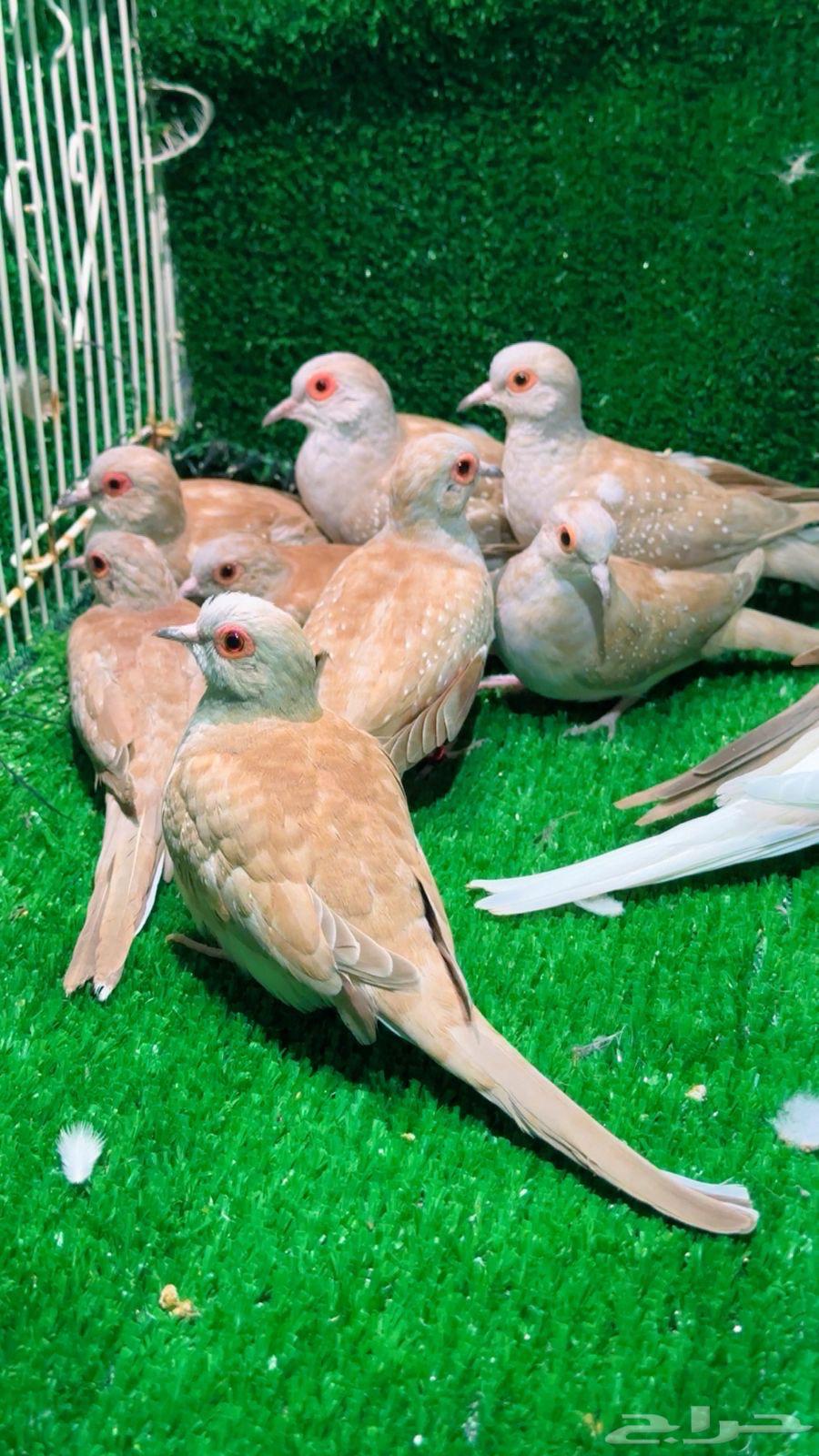 يمام الماسي64569124438402111