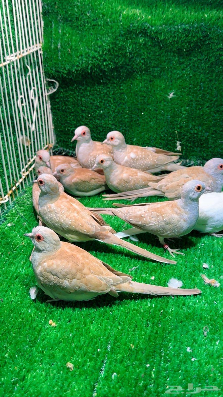 يمام الماسي64569124438402113