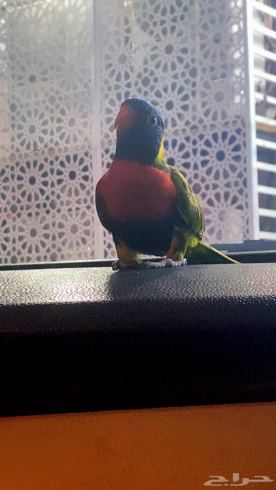 لوري رينبو64570982981250110