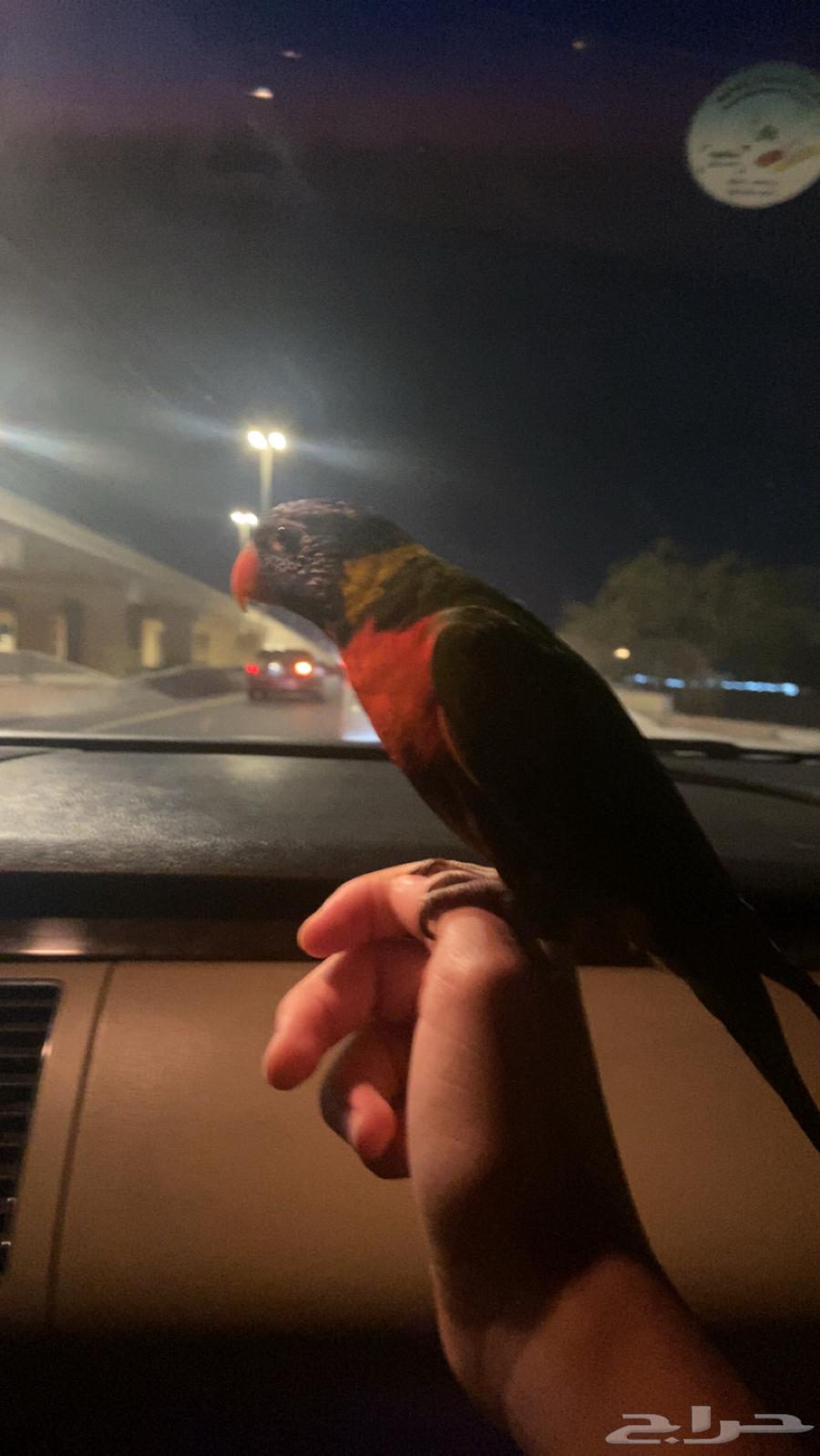 لوري رينبو64570982981250112