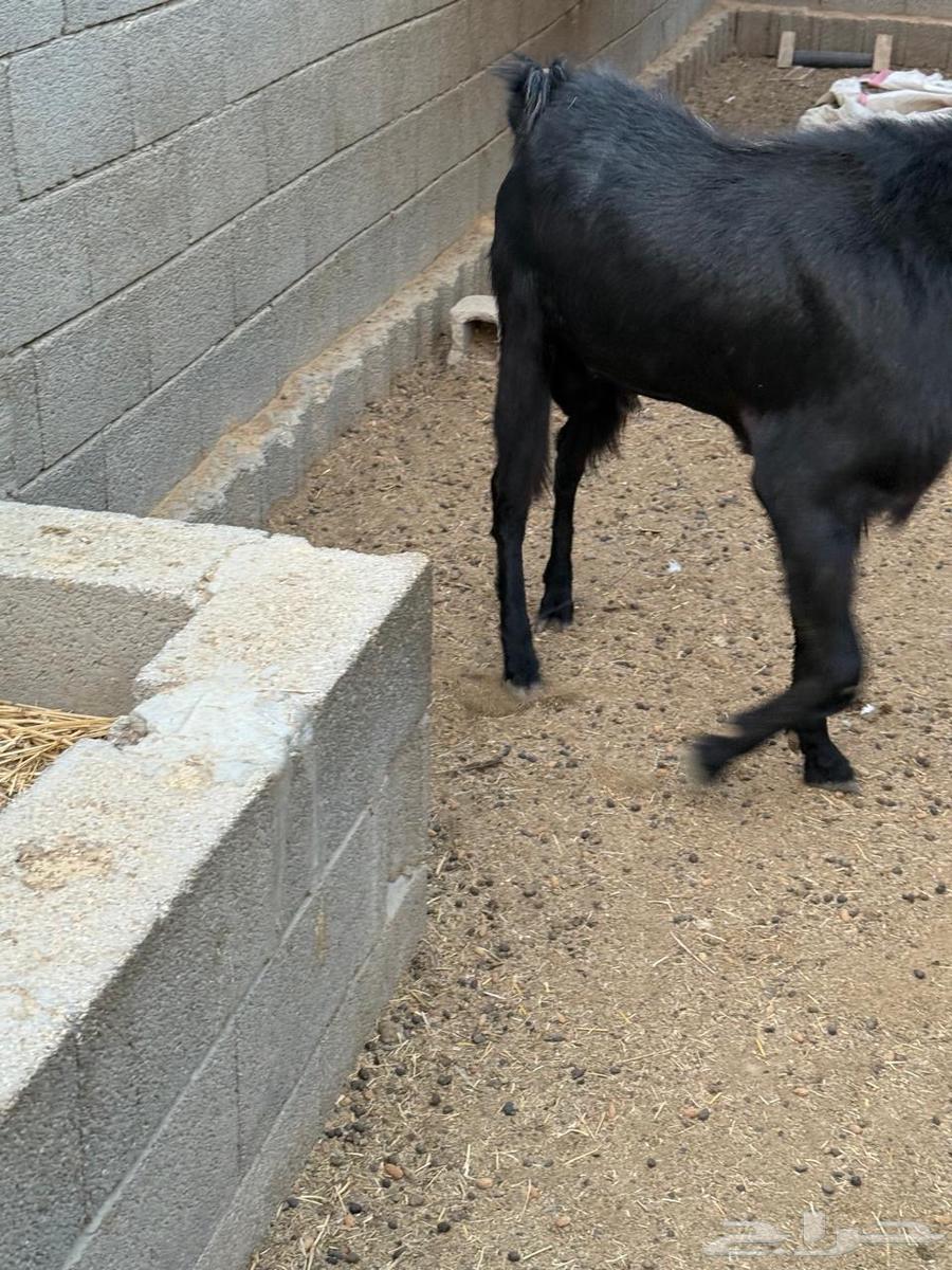 للبيع تيس معرف64568797635585112