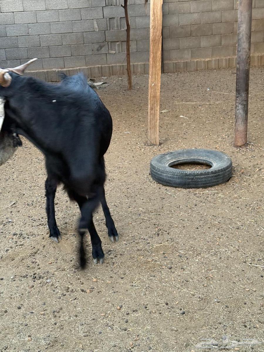 للبيع تيس معرف64568797635585114