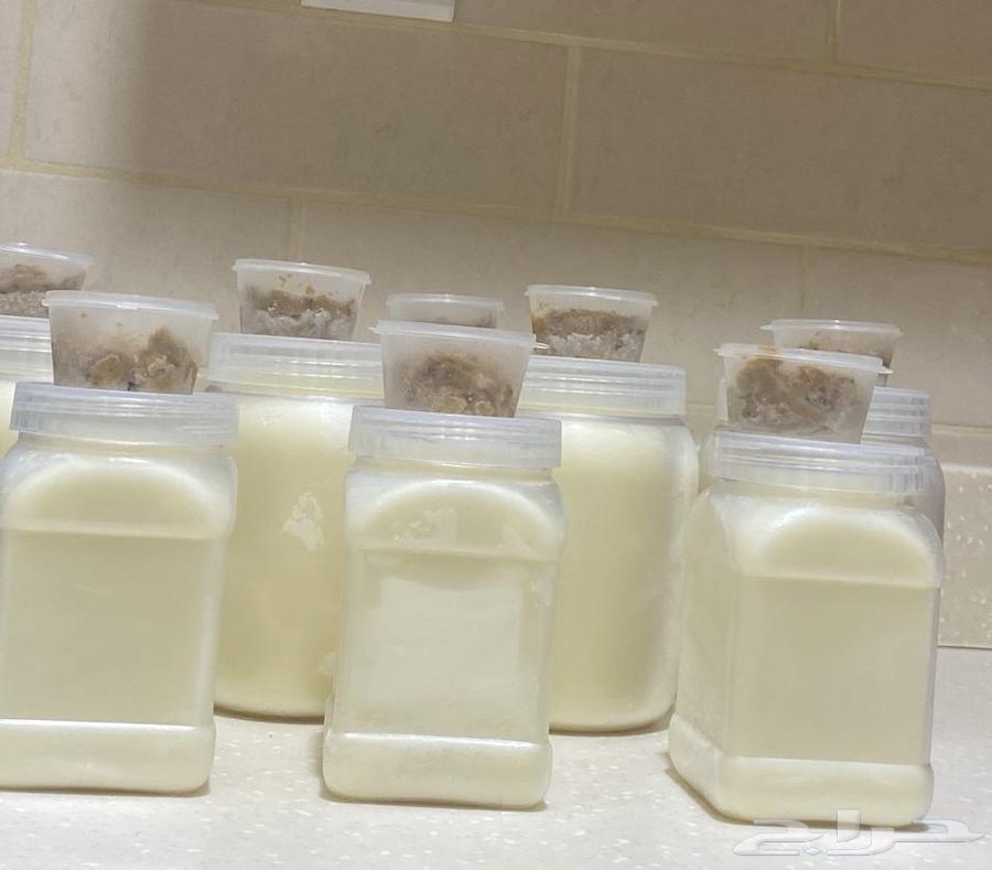 سمن معزا نشيش بيت مع خلاصة السمن64568086023810110