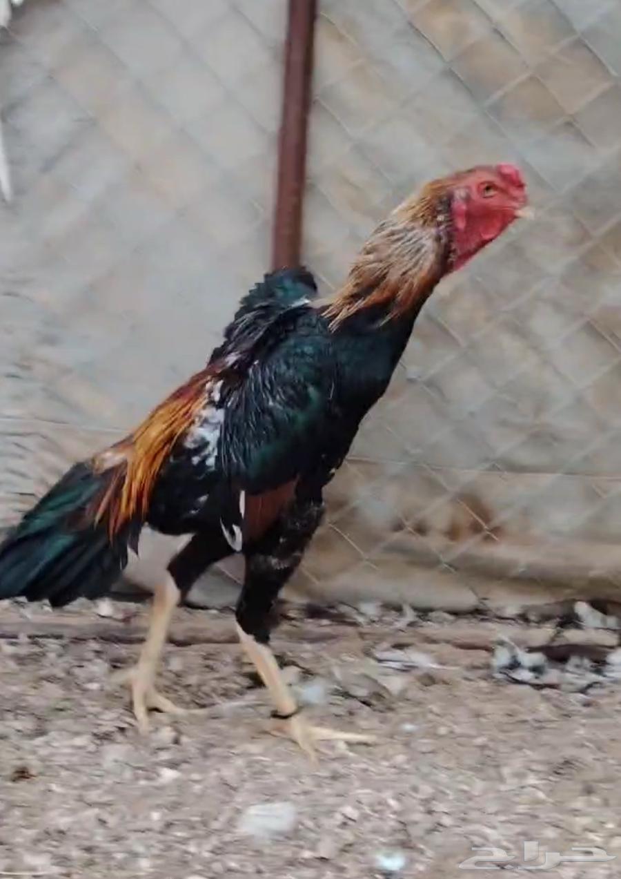 طقم شامو باباني توووب ( تم البيع )64570900990337111