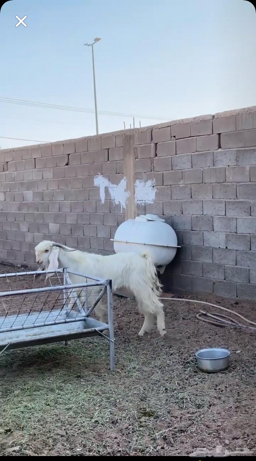 تيس هولندي64571908823169111