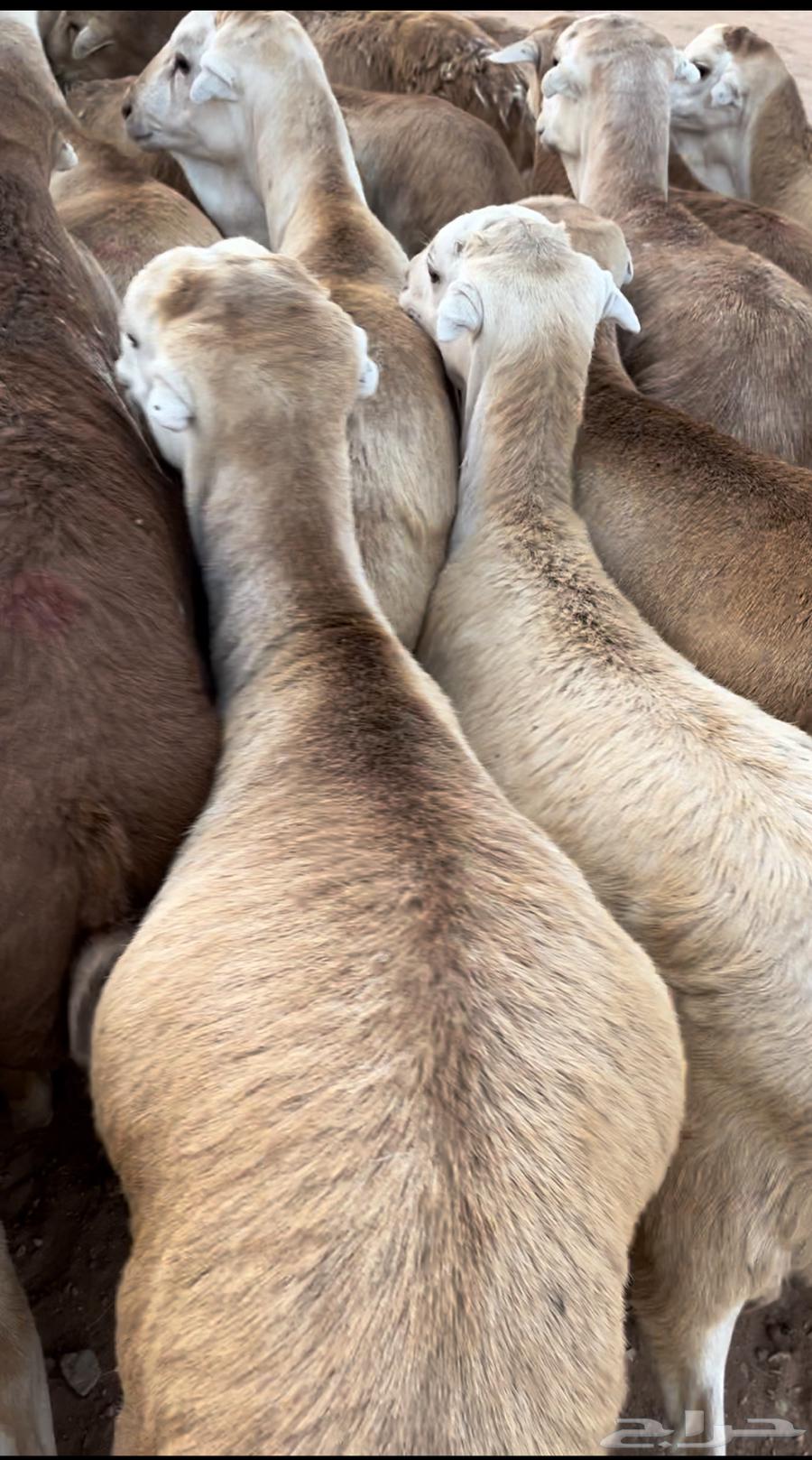 Ram Rafidi64577642876161111