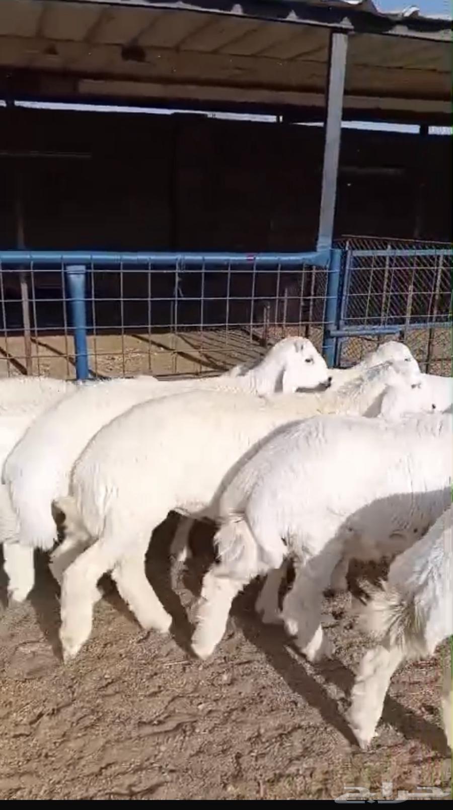 طليان حريات كاش او دفعات بأسعار تنافسية جدا64573122928642112