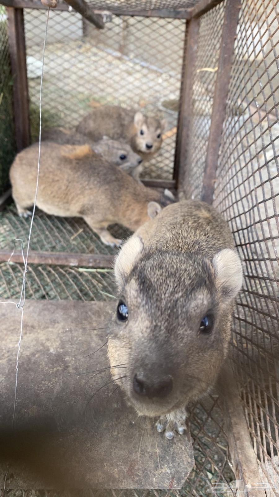 اعلان بيع64579197747458114