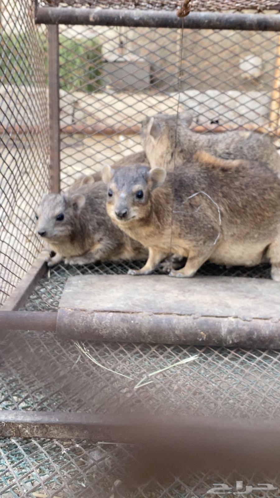 اعلان بيع64579197747458110