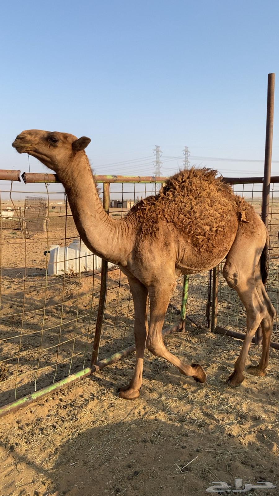 قعود كفو مفرود عمره خمس شهور قعود كفو كفو للبيع64574061707394113