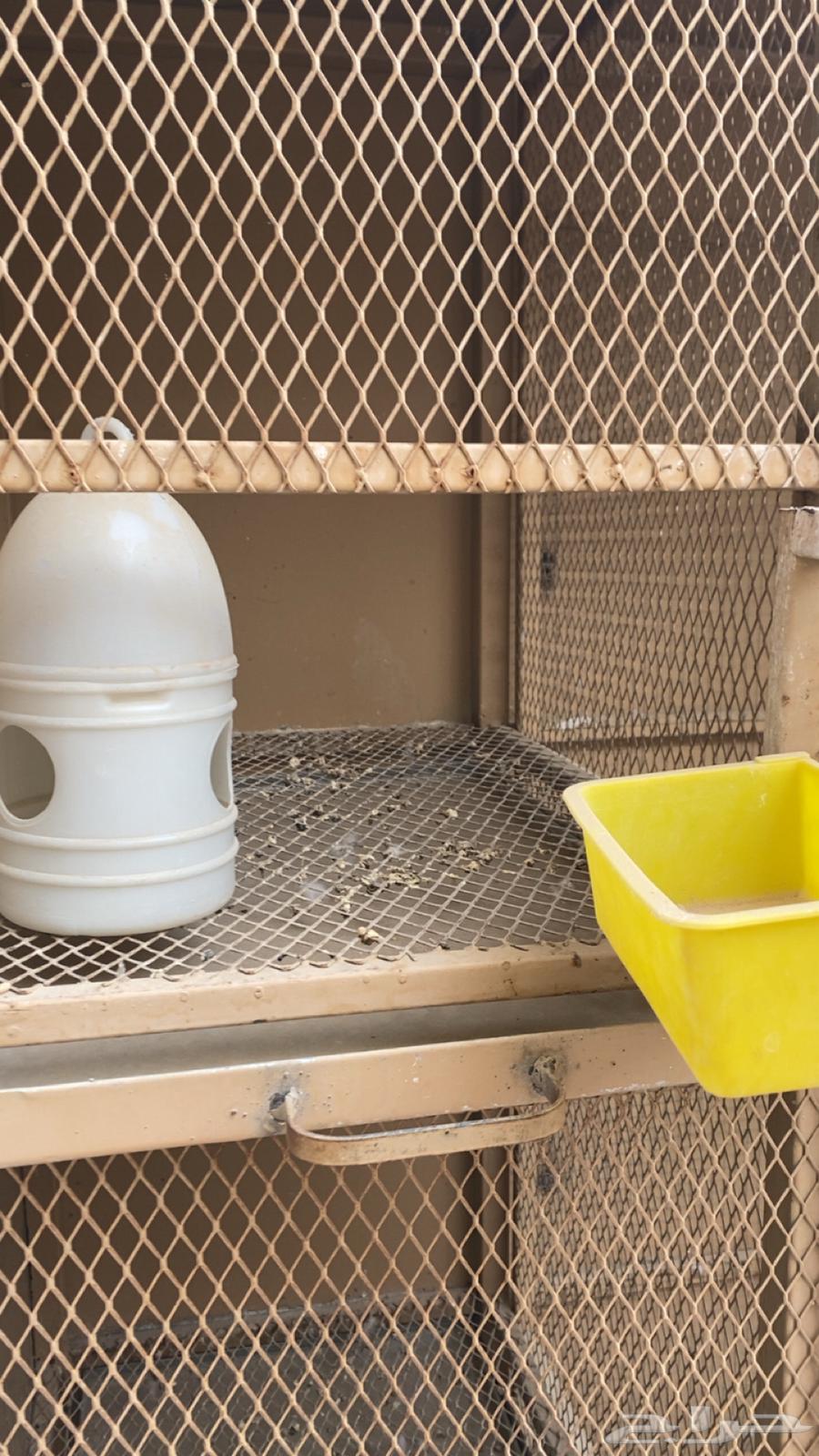 شبك حمام محاكر حديد ثقيل نظيف64576659597698112