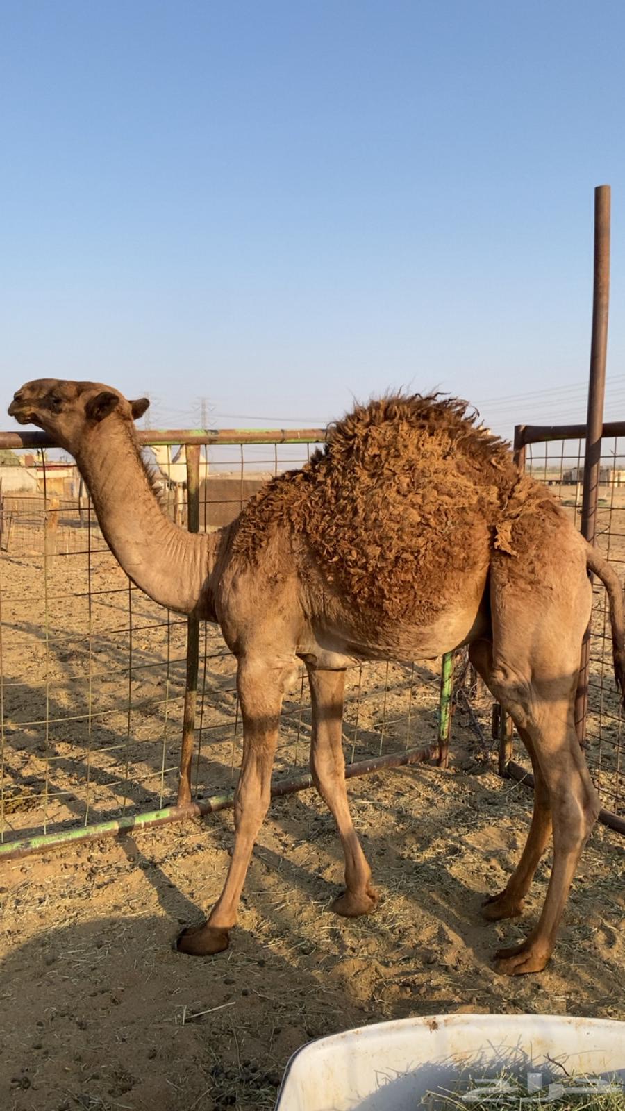 قعود كفو مفرود عمره خمس شهور قعود كفو كفو للبيع64574061707394112