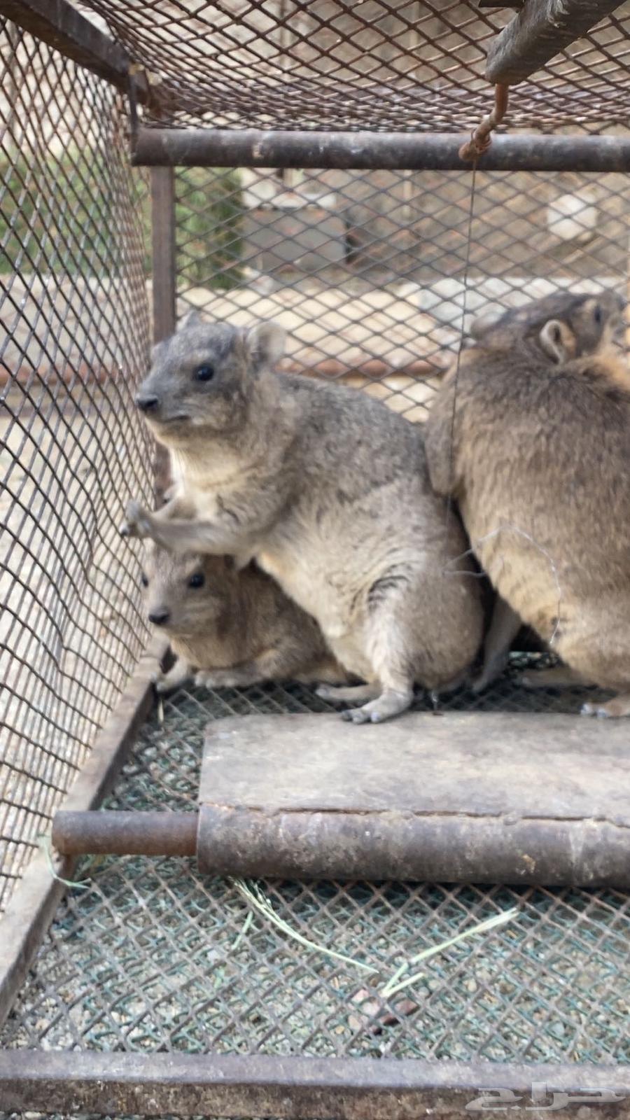 اعلان بيع64579197747458111