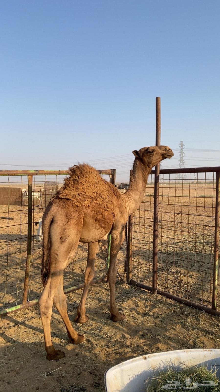 قعود كفو مفرود عمره خمس شهور قعود كفو كفو للبيع64574061707394111