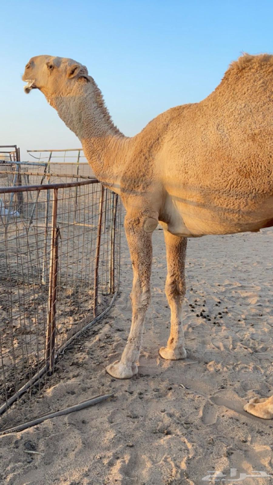 بعير للبيع64576771154433113