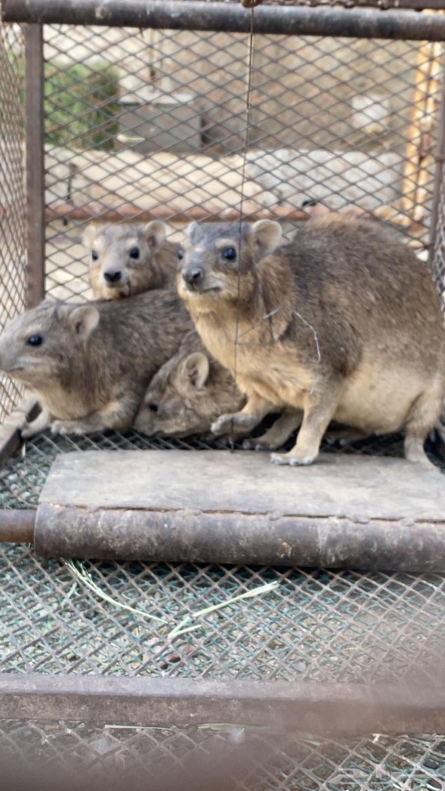 اعلان بيع64579197747458113