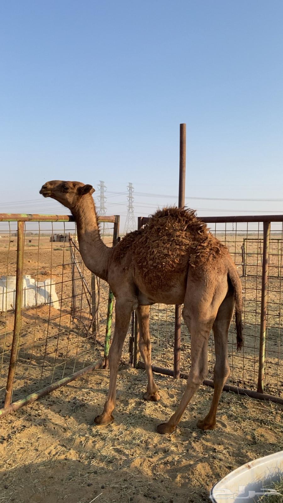 قعود كفو مفرود عمره خمس شهور قعود كفو كفو للبيع64574061707394110