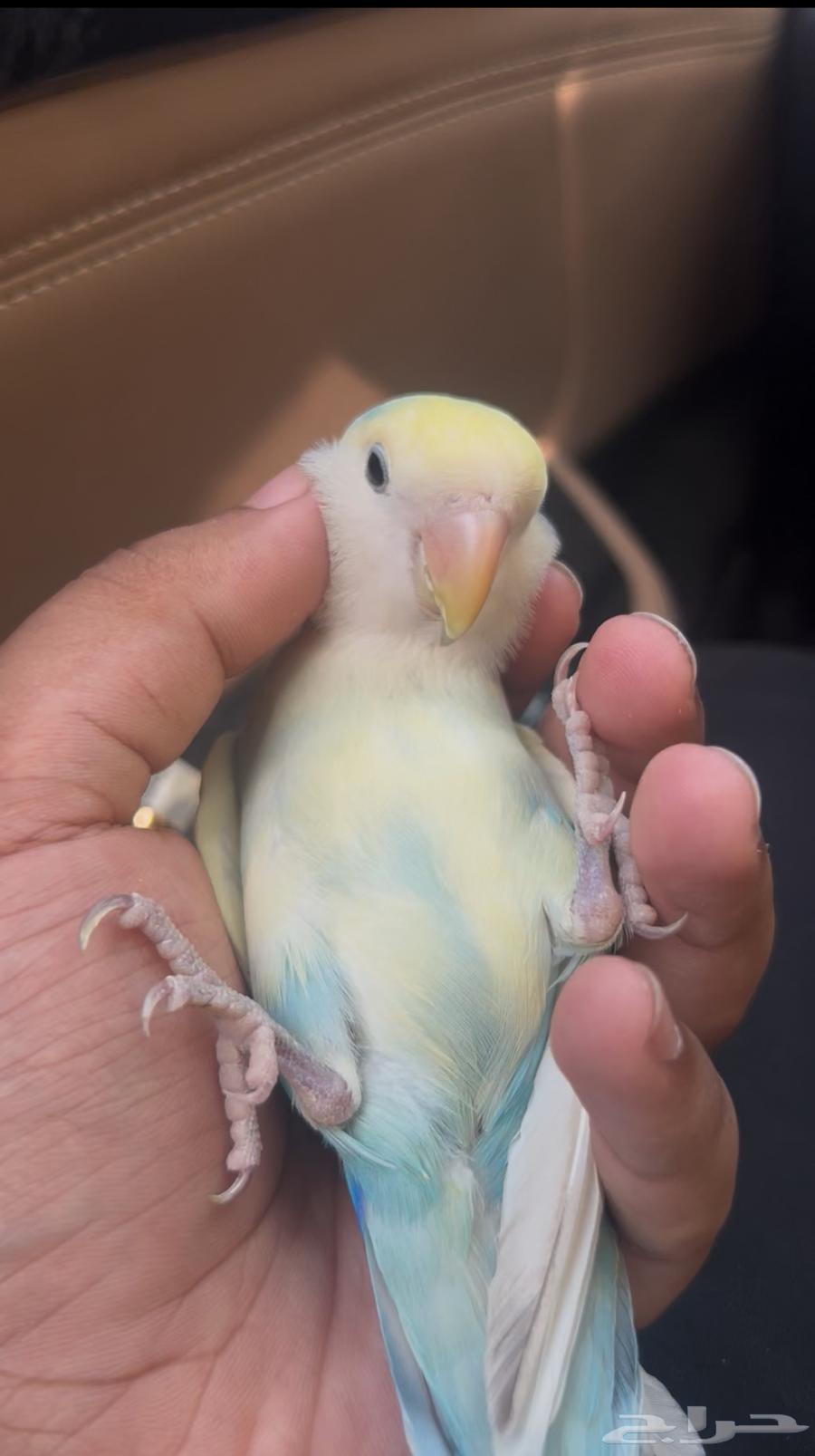 روز اليف جميل وينسدح على ظهره ونشبه يجي على الكتف والراس64575517718530110