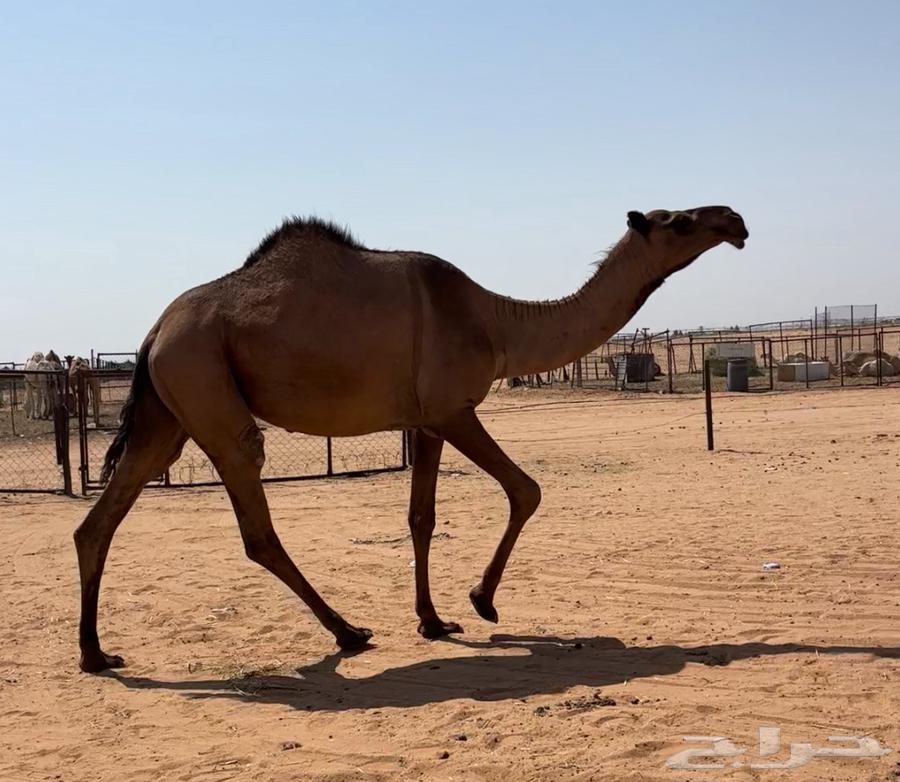 بكره صفرا لقحه64575808566657110