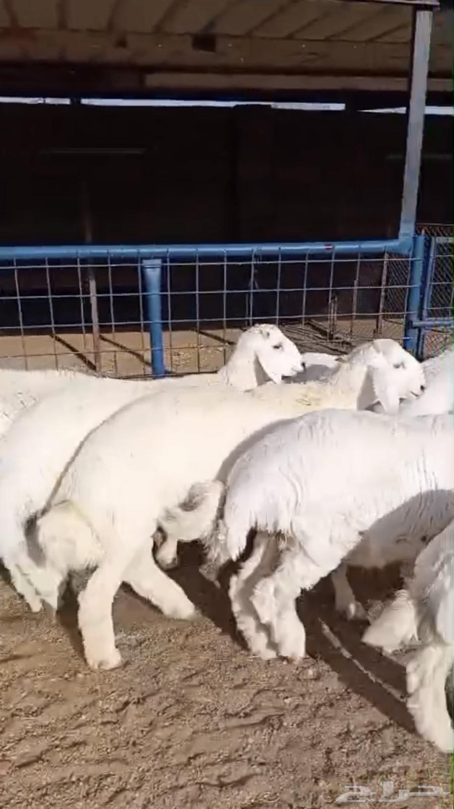 طليان حريات كاش او دفعات بأسعار تنافسية جدا64573122928642110