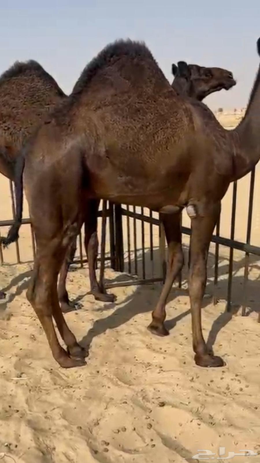 قعود وبكره مجاهيم للبيع كفو فل مغلقه من تحت اماتها64573390235651110