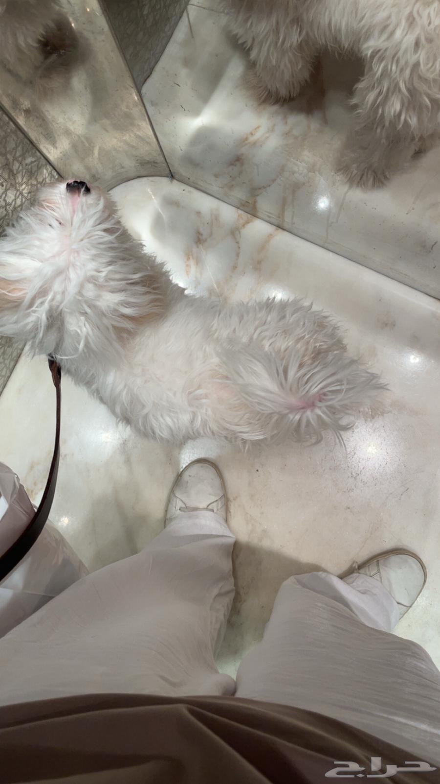 كلب مالتيز للبيع64573390283265113