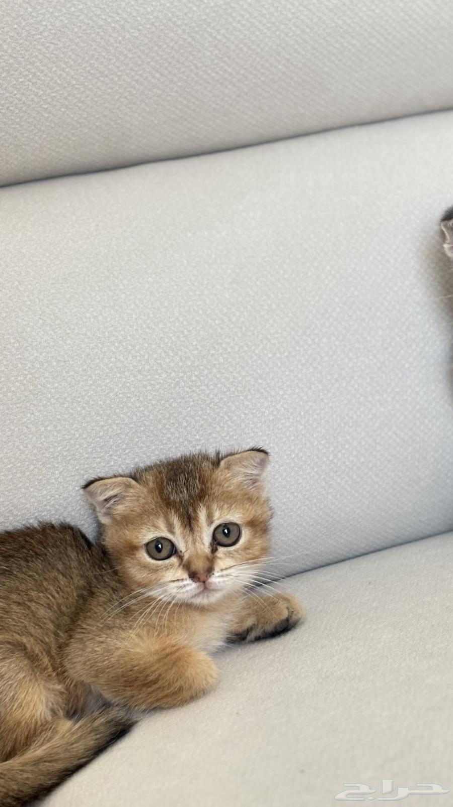 Cats for sale, imported from locals, only 2 left of the latest production64576058303617111